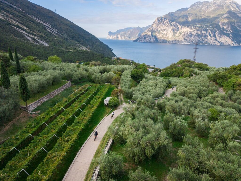 From above, a gravel road between olive groves and vineyards runs down to Lake Garda